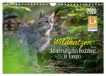 Wildkatzen - die anmutigsten Raubiere in Europa. (Wandkalender 2026 DIN A4 quer), CALVENDO Monatskalender