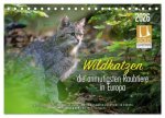 Wildkatzen - die anmutigsten Raubiere in Europa. (Tischkalender 2026 DIN A5 quer), CALVENDO Monatskalender