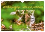 Wildkatzenbabys - wild und zuckersüß. (Wandkalender 2026 DIN A4 quer), CALVENDO Monatskalender