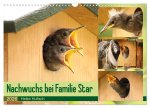 Nachwuchs bei Familie Star (Wandkalender 2026 DIN A3 quer), CALVENDO Monatskalender