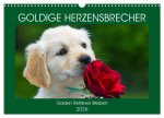 Goldige Herzensbrecher - Golden Retriever Welpen (Wandkalender 2026 DIN A3 quer), CALVENDO Monatskalender