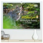 Wildkatzen - die anmutigsten Raubiere in Europa. (hochwertiger Premium Wandkalender 2026 DIN A2 quer), Kunstdruck in Hochglanz
