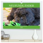 Neufundländer - Alle fangen mal klein an (hochwertiger Premium Wandkalender 2026 DIN A2 quer), Kunstdruck in Hochglanz