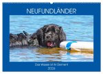 Neufundländer - Das Wasser ist ihr Element (Wandkalender 2026 DIN A2 quer), CALVENDO Monatskalender
