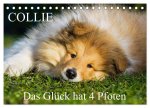 Collie - Das Glück hat 4 Pfoten (Tischkalender 2026 DIN A5 quer), CALVENDO Monatskalender