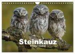 Steinkäuze (Athene noctua) (Wandkalender 2026 DIN A4 quer), CALVENDO Monatskalender