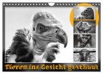 Tieren ins Gesicht geschaut (Wandkalender 2026 DIN A4 quer), CALVENDO Monatskalender