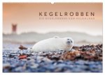 Kegelrobben - Die Kegelrobben von Helgoland (Wandkalender 2026 DIN A2 quer), CALVENDO Monatskalender