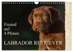 Freund auf 4 Pfoten - Labrador Retriever (Wandkalender 2026 DIN A4 quer), CALVENDO Monatskalender