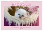 RAGDOLLS Impressionen aus der Kinderstube (Wandkalender 2026 DIN A4 quer), CALVENDO Monatskalender