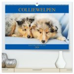 Colliewelpen - kleine Collies erobern die Welt (hochwertiger Premium Wandkalender 2026 DIN A2 quer), Kunstdruck in Hochglanz