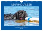 Neufundländer - Das Wasser ist ihr Element (Wandkalender 2026 DIN A4 quer), CALVENDO Monatskalender