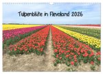 Tulpenblüte in Flevoland 2026 (Wandkalender 2026 DIN A3 quer), CALVENDO Monatskalender