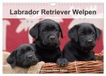 Labrador Retriever Welpen (Wandkalender 2026 DIN A4 quer), CALVENDO Monatskalender