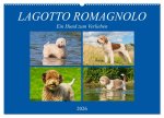 Lagotto Romagnolo - Ein Hund zum Verlieben (Wandkalender 2026 DIN A2 quer), CALVENDO Monatskalender