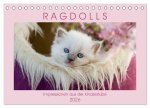 RAGDOLLS Impressionen aus der Kinderstube (Tischkalender 2026 DIN A5 quer), CALVENDO Monatskalender