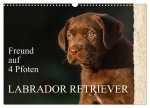 Freund auf 4 Pfoten - Labrador Retriever (Wandkalender 2026 DIN A3 quer), CALVENDO Monatskalender