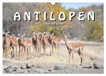 Antilopen, schön und schnell (Wandkalender 2026 DIN A3 quer), CALVENDO Monatskalender