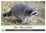 Der Waschbär - Der Maskenträger in unseren Wäldern (Wandkalender 2026 DIN A2 quer), CALVENDO Monatskalender