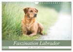 Faszination Labrador - gelb, foxred, schwarz (Wandkalender 2026 DIN A4 quer), CALVENDO Monatskalender