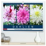 Dahlien - Prachtvolle Blüten des Spätsommers (hochwertiger Premium Wandkalender 2026 DIN A2 quer), Kunstdruck in Hochglanz