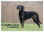 Der Brandlbracken-Terminplaner (Wandkalender 2026 DIN A3 quer), CALVENDO Monatskalender