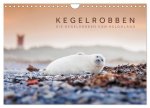 Kegelrobben - Die Kegelrobben von Helgoland (Wandkalender 2026 DIN A4 quer), CALVENDO Monatskalender