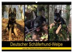 Deutscher Schäferhund-Welpe - aus der Ostdeutschen Arbeitslinie (Wandkalender 2026 DIN A2 quer), CALVENDO Monatskalender