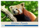 Kleiner Panda auf Entdeckungstour (Wandkalender 2026 DIN A2 quer), CALVENDO Monatskalender
