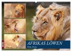 Afrikas Löwen 2026 (Wandkalender 2026 DIN A2 quer), CALVENDO Monatskalender