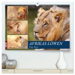 Afrikas Löwen 2026 (hochwertiger Premium Wandkalender 2026 DIN A2 quer), Kunstdruck in Hochglanz