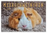 Meerschweinchen - so süß (Wandkalender 2026 DIN A3 quer), CALVENDO Monatskalender
