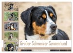 Großer Schweizer Sennenhund (Wandkalender 2026 DIN A2 quer), CALVENDO Monatskalender