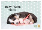 Baby Pfoten (Wandkalender 2026 DIN A4 quer), CALVENDO Monatskalender