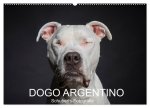 DOGO ARGENTINO (Wandkalender 2026 DIN A2 quer), CALVENDO Monatskalender