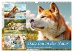Akita Inu in der Natur. Japans edle und sanfte Schönheit (Wandkalender 2026 DIN A3 quer), CALVENDO Monatskalender