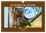 Australische Koalas (Wandkalender 2026 DIN A4 quer), CALVENDO Monatskalender