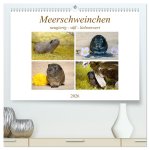 MEERSCHWEINCHEN neugierig - süß - liebenswert (hochwertiger Premium Wandkalender 2026 DIN A2 quer), Kunstdruck in Hochglanz
