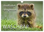 Waschbär - Niedlicher Allesfresser (Wandkalender 2026 DIN A4 quer), CALVENDO Monatskalender