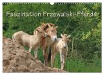 Faszination Przewalski-Pferde (Wandkalender 2026 DIN A3 quer), CALVENDO Monatskalender