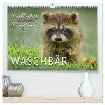 Waschbär - Niedlicher Allesfresser (hochwertiger Premium Wandkalender 2026 DIN A2 quer), Kunstdruck in Hochglanz