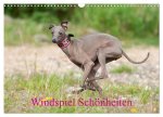 Windspiel Schönheiten (Wandkalender 2026 DIN A3 quer), CALVENDO Monatskalender