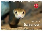 Gefährliche Schlangen (Wandkalender 2026 DIN A3 quer), CALVENDO Monatskalender