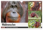 Waldmenschen - Orang Utans auf Borneo (Wandkalender 2026 DIN A4 quer), CALVENDO Monatskalender