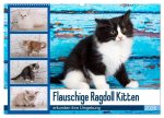 Flauschige Ragdoll Kitten (Wandkalender 2026 DIN A2 quer), CALVENDO Monatskalender