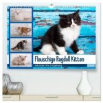 Flauschige Ragdoll Kitten (hochwertiger Premium Wandkalender 2026 DIN A2 quer), Kunstdruck in Hochglanz