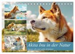 Akita Inu in der Natur. Japans edle und sanfte Schönheit (Tischkalender 2026 DIN A5 quer), CALVENDO Monatskalender