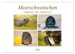 MEERSCHWEINCHEN neugierig - süß - liebenswert (Wandkalender 2026 DIN A2 quer), CALVENDO Monatskalender