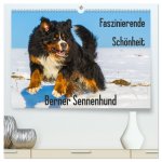 Faszinierende Schönheit Berner Sennenhund (hochwertiger Premium Wandkalender 2026 DIN A2 quer), Kunstdruck in Hochglanz