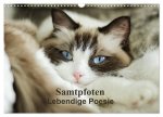 Samtpfoten Lebendige Poesie (Wandkalender 2026 DIN A3 quer), CALVENDO Monatskalender